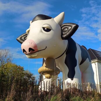 Opblaasbare Koe - inflatable Cow