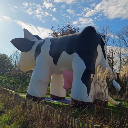 Opblaasbare Koe - inflatable Cow